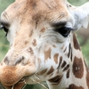 ZOO Zlín 2017 září