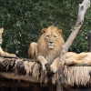 ZOO Zlín 2017 září