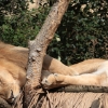 ZOO Zlín 2017 září