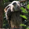 ZOO Zlín 2017 září