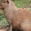 ZOO Zlín 2017 září