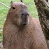 ZOO Zlín 2017 září