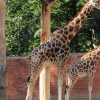 ZOO Liberec 2013 srpen