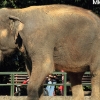 ZOO Liberec 2013 srpen
