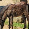 ZOO Liberec 2013 srpen