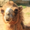 ZOO Liberec 2013 srpen