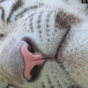 ZOO Liberec 2013 srpen