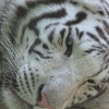 ZOO Liberec 2013 srpen