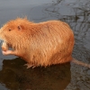 Nutrie - Kamenný přívoz 2014