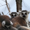 ZOO Zájezd 2011