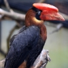 ZOO Praha 2017 červen