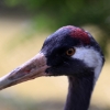 ZOO Praha 2017 červen