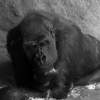 ZOO Praha 2017 červen