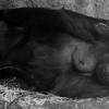 ZOO Praha 2017 červen