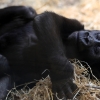 ZOO Praha 2017 červen