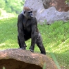 ZOO Praha 2017 červen