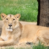 ZOO Praha 2017 červen