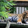 ZOO Praha 2017 červen