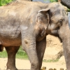 ZOO Praha 2017 červen