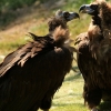 ZOO Praha 2011