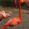 ZOO Praha 2011
