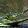 ZOO Praha 2011