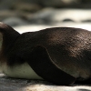 ZOO Praha 2012