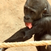 ZOO Praha 2012