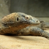 ZOO Praha 2012