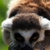 ZOO Praha 2012