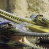 ZOO Praha 2013 květen