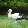 Obora Žleby 2010