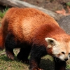 ZOO Praha 2011