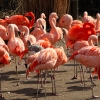 ZOO Praha 2012