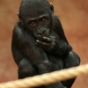 ZOO Praha 2012