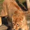 ZOO Praha 2012